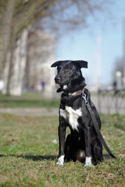 Mixed breed dog in nature — Stock Photo, Image