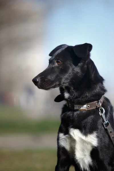 Mixed breed dog in nature — Stock Photo, Image