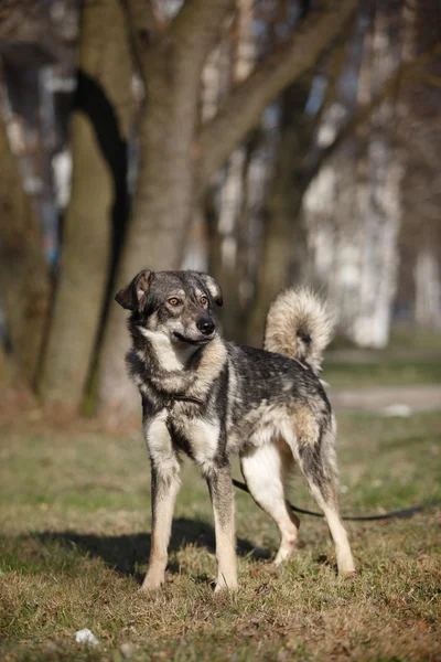 Mixed breed dog in nature — Stock Photo, Image