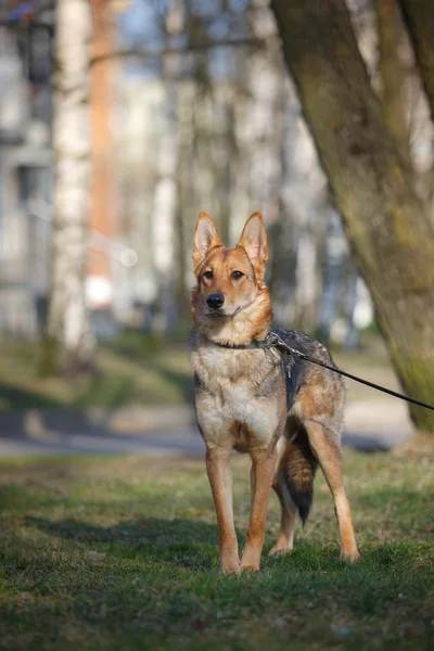 Mischlingshund in der Natur — Stockfoto