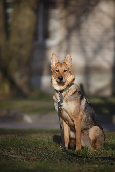 Mischlingshund in der Natur — Stockfoto