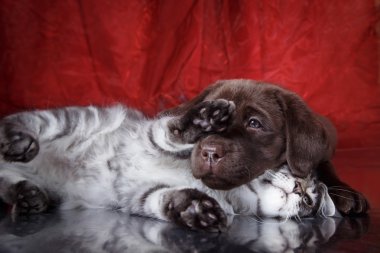 Labrador yavru köpek ve kedi doğurmak Maine Coon
