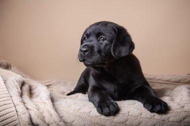 Köpek doğurmak labrador