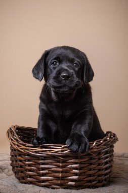 Köpek doğurmak labrador
