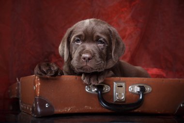 Köpek doğurmak labrador