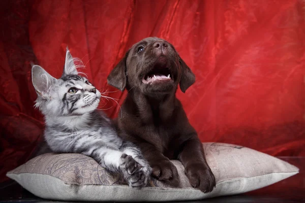 Labrador kölyök és a cica tenyészt fő mosómedve — Stock Fotó