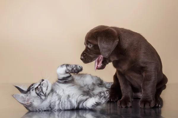 Labrador yavru köpek ve kedi doğurmak Maine Coon — Stok fotoğraf