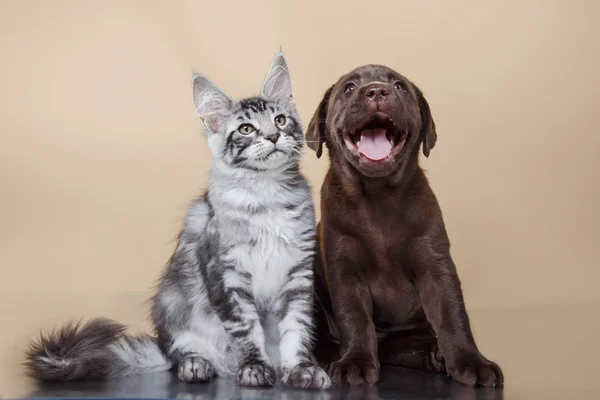 Labrador puppy and kitten breeds Maine Coon — Stock Photo, Image