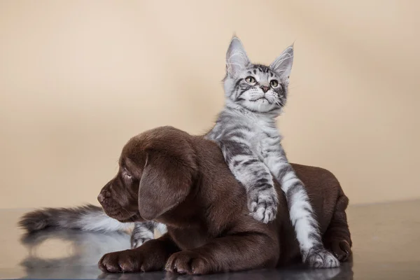 ラブラドール子犬と子猫品種メインクーン — ストック写真