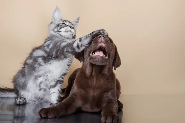 Лабрадор цуценя і кошеня породи Мейн-Кун — стокове фото