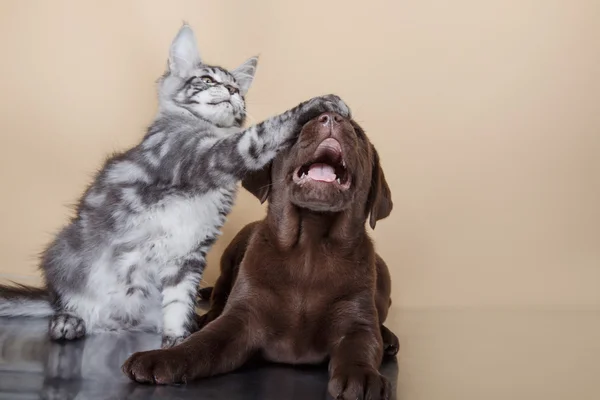 Labrador yavru köpek ve kedi doğurmak Maine Coon — Stok fotoğraf