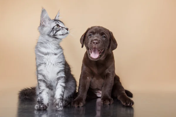 Labrador puppy and kitten breeds Maine Coon