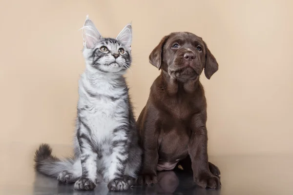 Лабрадор щенок и котенок порождает Мэн Кун — стоковое фото