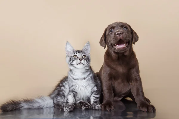 Labrador yavru köpek ve kedi doğurmak Maine Coon — Stok fotoğraf