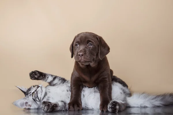 Labrador yavru köpek ve kedi doğurmak Maine Coon. — Stok fotoğraf