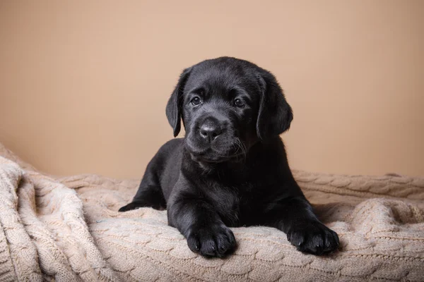 Labrador di razza di cucciolo — Foto Stock