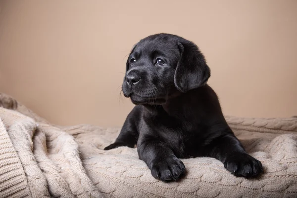 Labrador di razza di cucciolo — Foto Stock