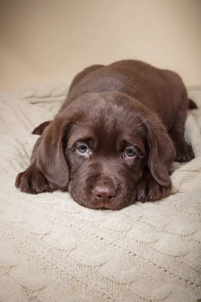 Labrador di razza di cucciolo — Foto Stock