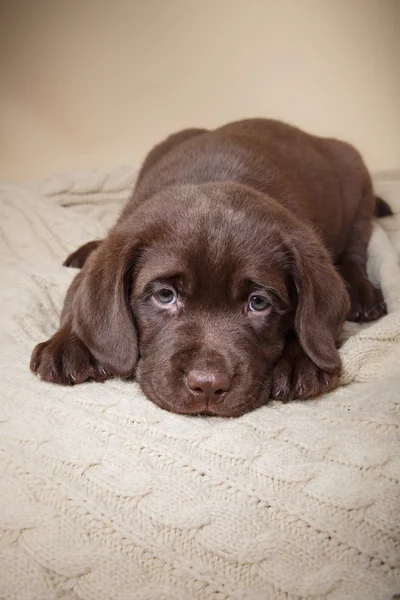 Raça filhote de cachorro labrador — Fotografia de Stock