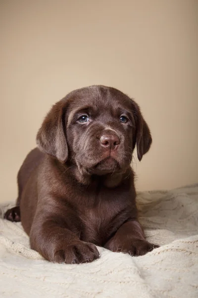 Raça filhote de cachorro labrador — Fotografia de Stock