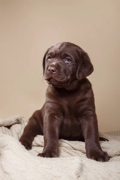 Labrador di razza di cucciolo — Foto Stock