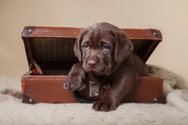 Labrador di razza di cucciolo — Foto Stock