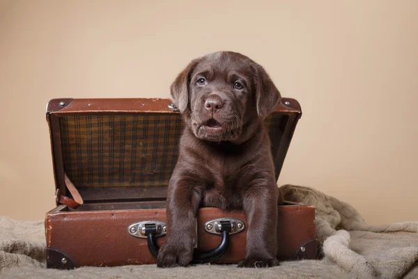 Labrador di razza di cucciolo — Foto Stock