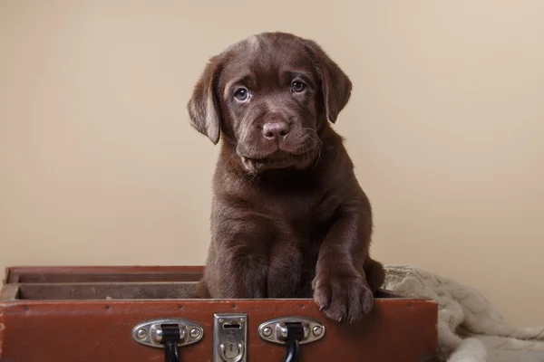 Labrador di razza di cucciolo — Foto Stock