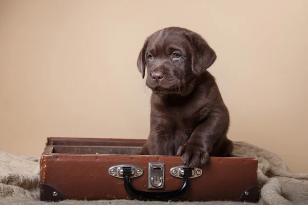 Labrador di razza di cucciolo — Foto Stock