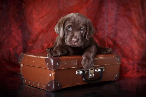 Cachorro raza labrador — Foto de Stock