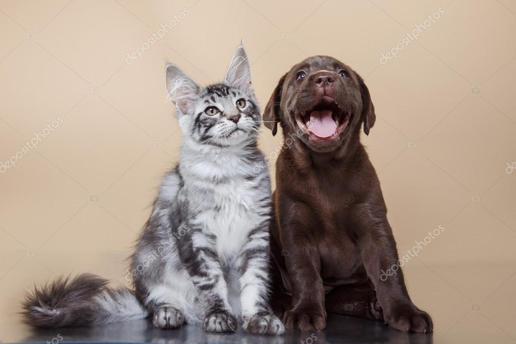 Labrador puppy and kitten breeds Maine Coon — Stock Photo © averyanova