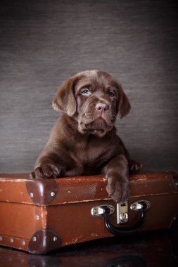 Köpek doğurmak labrador