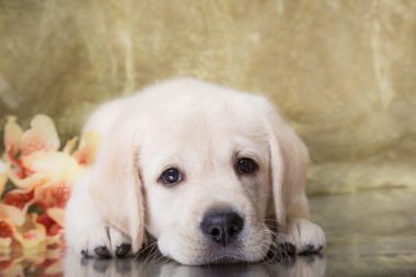 Köpek doğurmak labrador