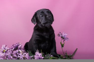 Köpek doğurmak labrador