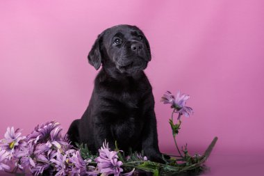 Köpek doğurmak labrador