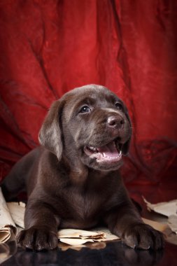 Köpek doğurmak labrador