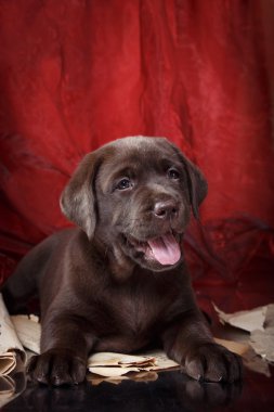 Köpek doğurmak labrador