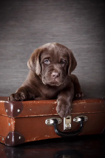 Labrador di razza di cucciolo — Foto Stock