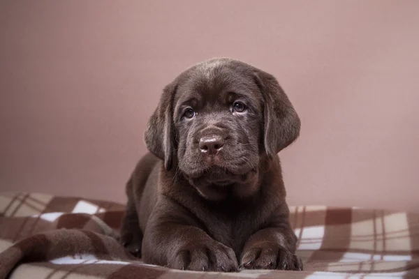 Puppy fokken labrador — Stockfoto