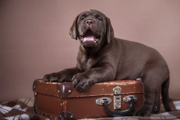 Labrador di razza di cucciolo — Foto Stock