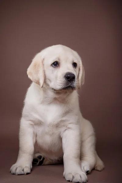 Puppy breed labrador — Stock Photo, Image