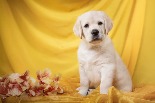 Raça filhote de cachorro labrador — Fotografia de Stock