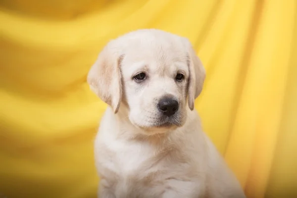 Cachorro raza labrador —  Fotos de Stock