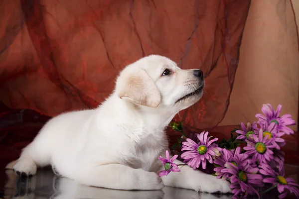 Puppy breed labrador — Stock Photo, Image