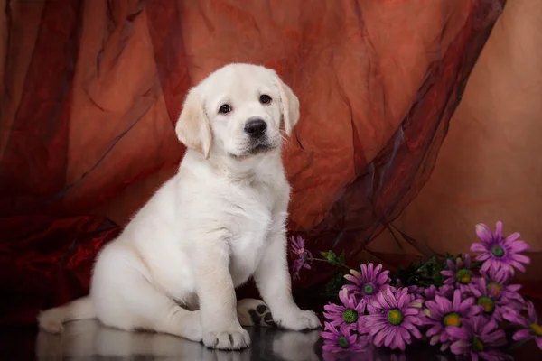 Štěně plemene labrador — Stock fotografie