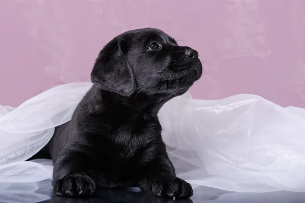 Cachorro raza labrador —  Fotos de Stock