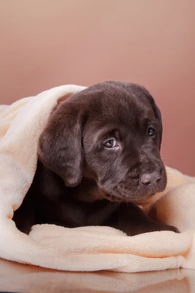 Cachorro raza labrador — Foto de Stock