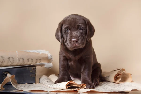Puppy breed labrador — Stock Photo, Image