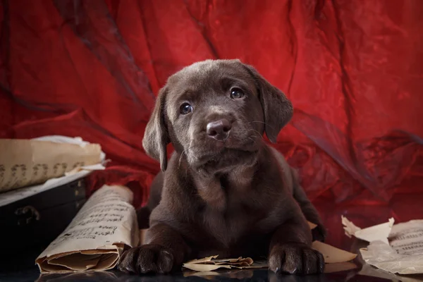 Puppy breed labrador — Stock Photo, Image