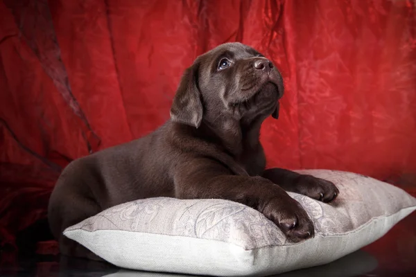 Labrador di razza di cucciolo — Foto Stock